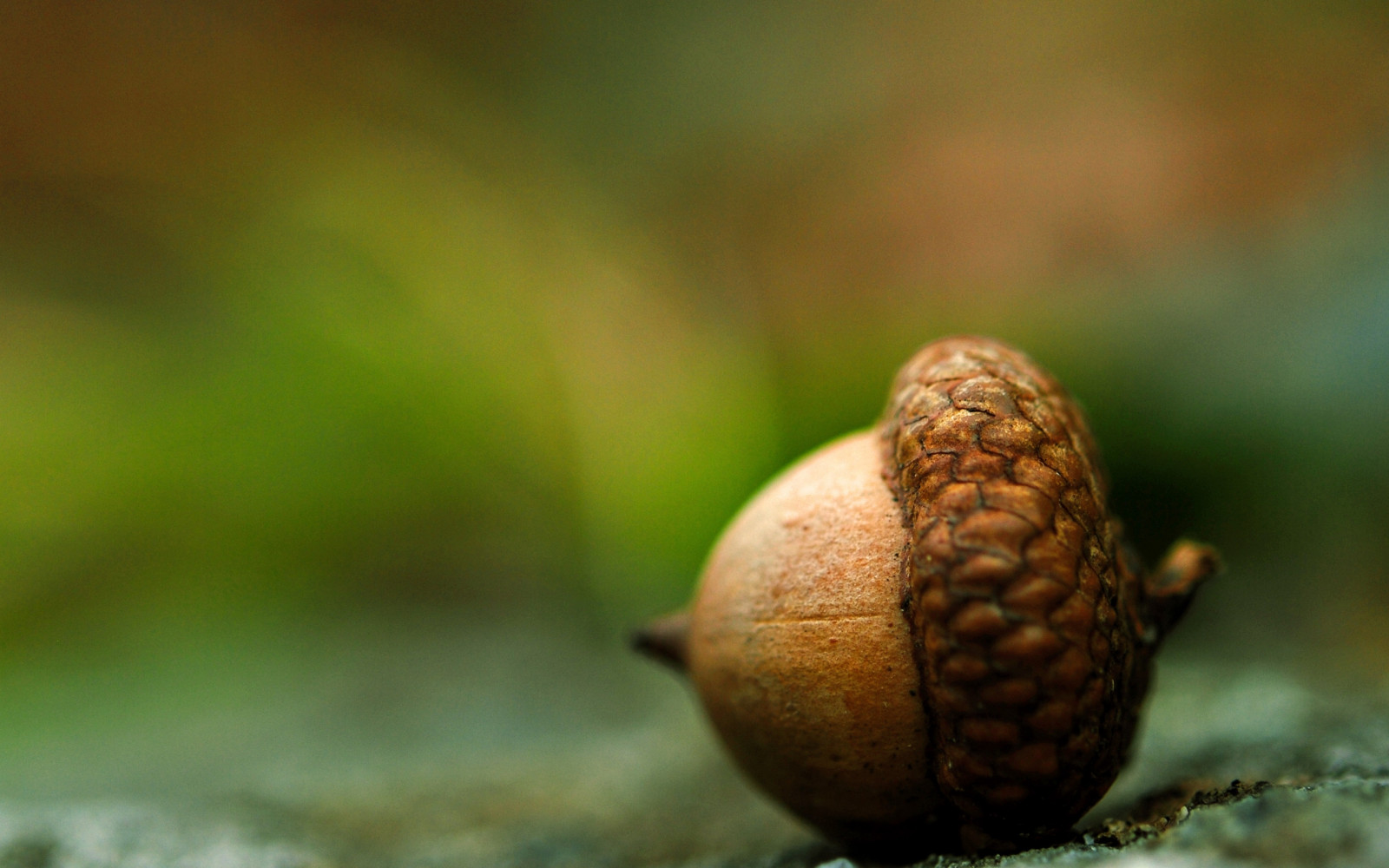 mat, natur, fotografering, Jord, gren, grønn, brun, dyreliv, snegl, tre, høst, blad, blomst, anlegg, flora, knopp, fauna, eikenøtt, produsere, botanikk, woody plante, nærbilde, makrofotografering, snegler og slugs