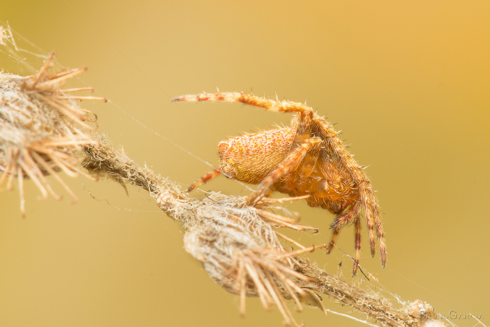 hmyz, makro fotografie, zblízka, bezobratlý, araneus, členovců, pavouk, membrána okřídlený hmyz, škůdce, organismus, pavoukovec, orb weaver pavouk, tráva rodina