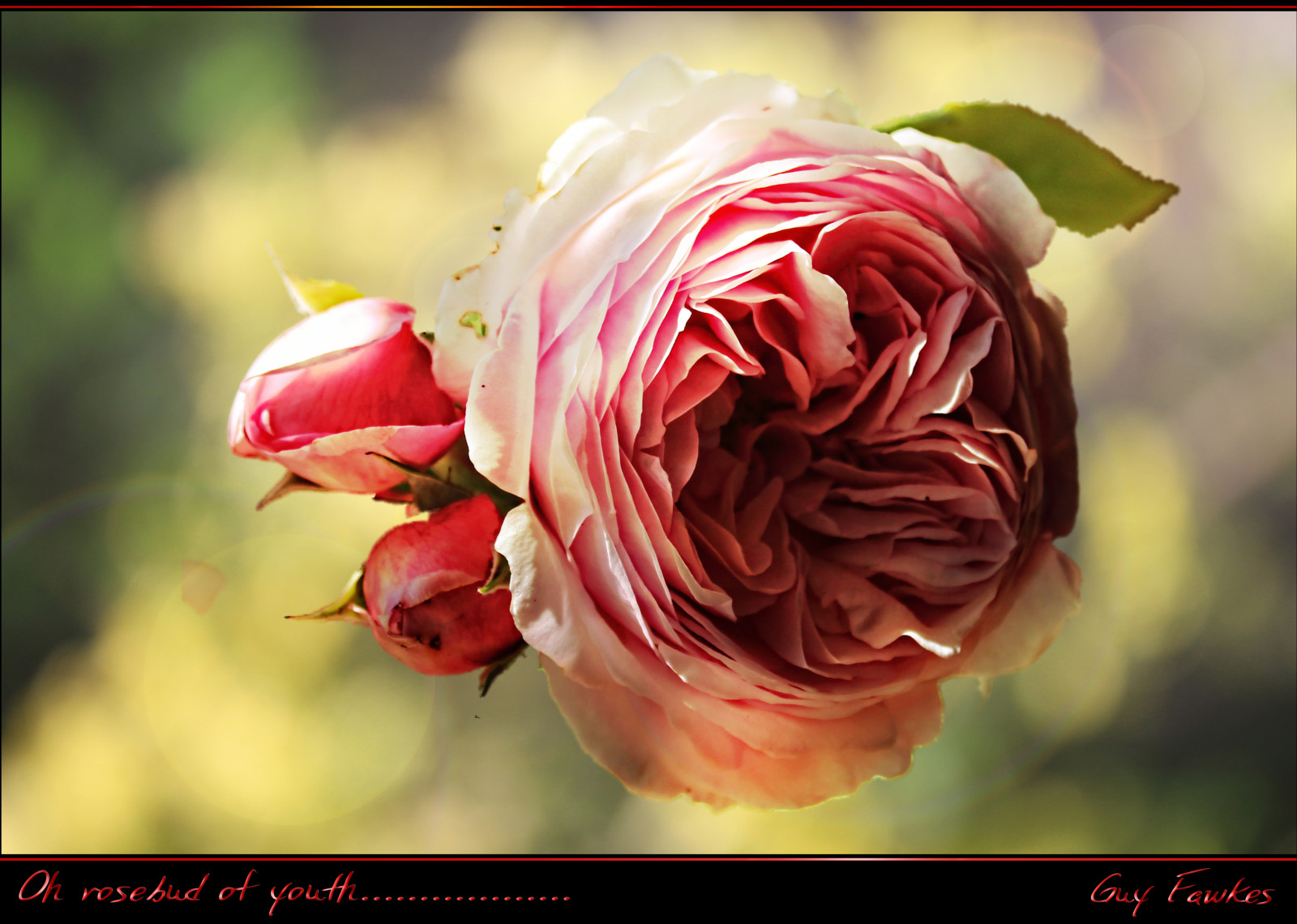 Wallpaper summer, flower, rose, petals, bokeh, ngc, npc 2896x2065