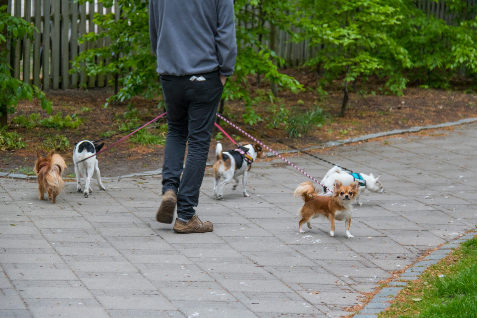 Hund, Tier, Blume, Blomma, Stadsparken, Hund, Djur, Trelleborg, Exif Modell canoneos760d, Geocountry, Kamera macht canon, Geocity, Kameramodell canoneos760d, Geostate, Geolocation, Exif linse efs18200mmf3556is, Exiföffnung 56, Exif machen canon, Exif focallength 100mm, Exif isospeed 1000, Säugetier, Hund wie Säugetier, Straßenhund, Hund zu Fuß