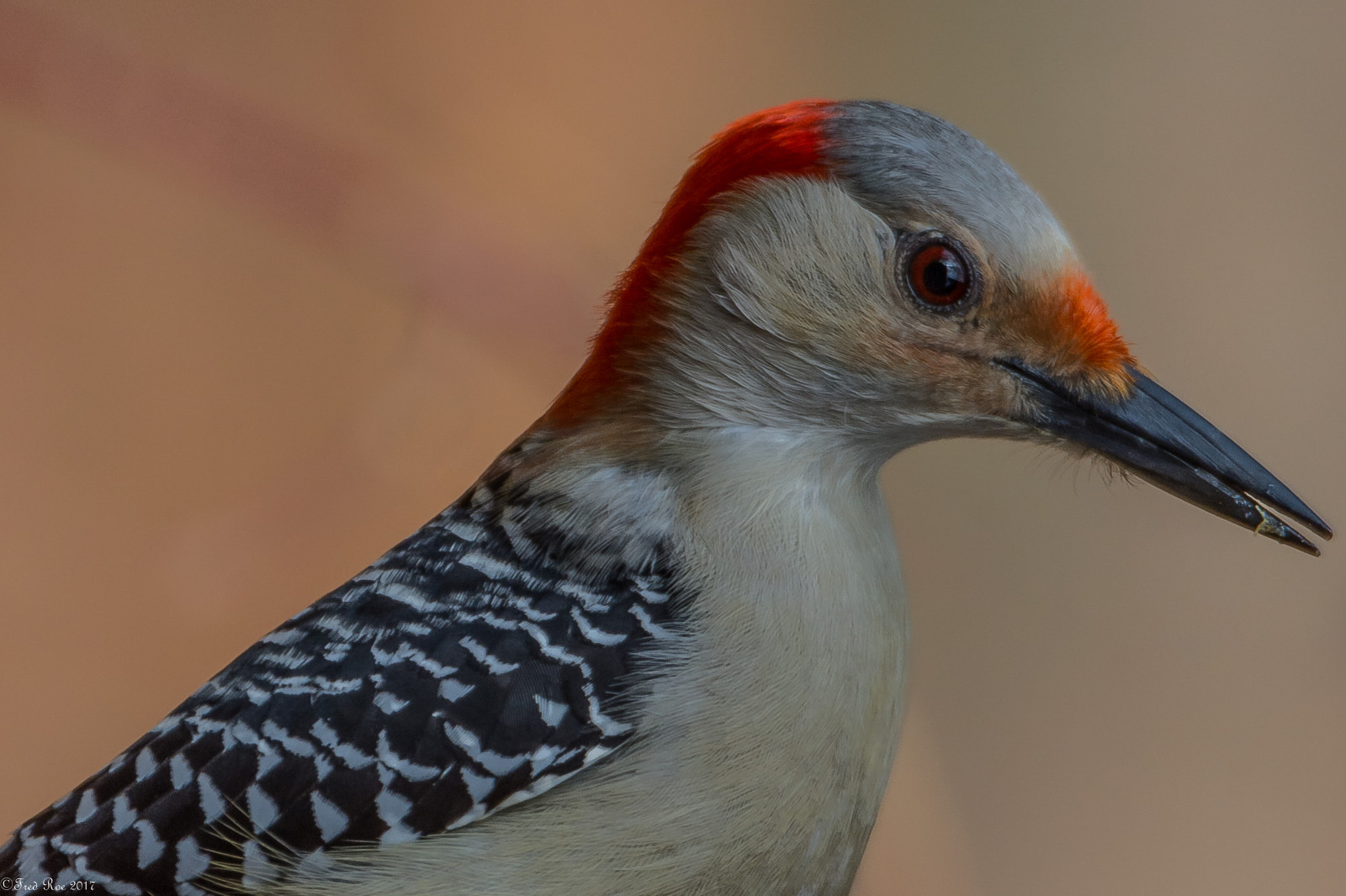 ptactvo, Příroda, Volně žijících živočichů, zobák, pták, pozorování ptáků, datel, křídlo, fauna, nikond7100, ptáčník, prohlížení pták, obratlovců, zblízka, ornitologie, lca71d2943, nikkorafs80400mmf4556ged, nikonafsteleconvertertc14eii, redbelliedwoodpecker, melanerpescarolinus, peacevalleypark