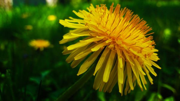nature, flowers, macro, bokeh, yellow flower, plants