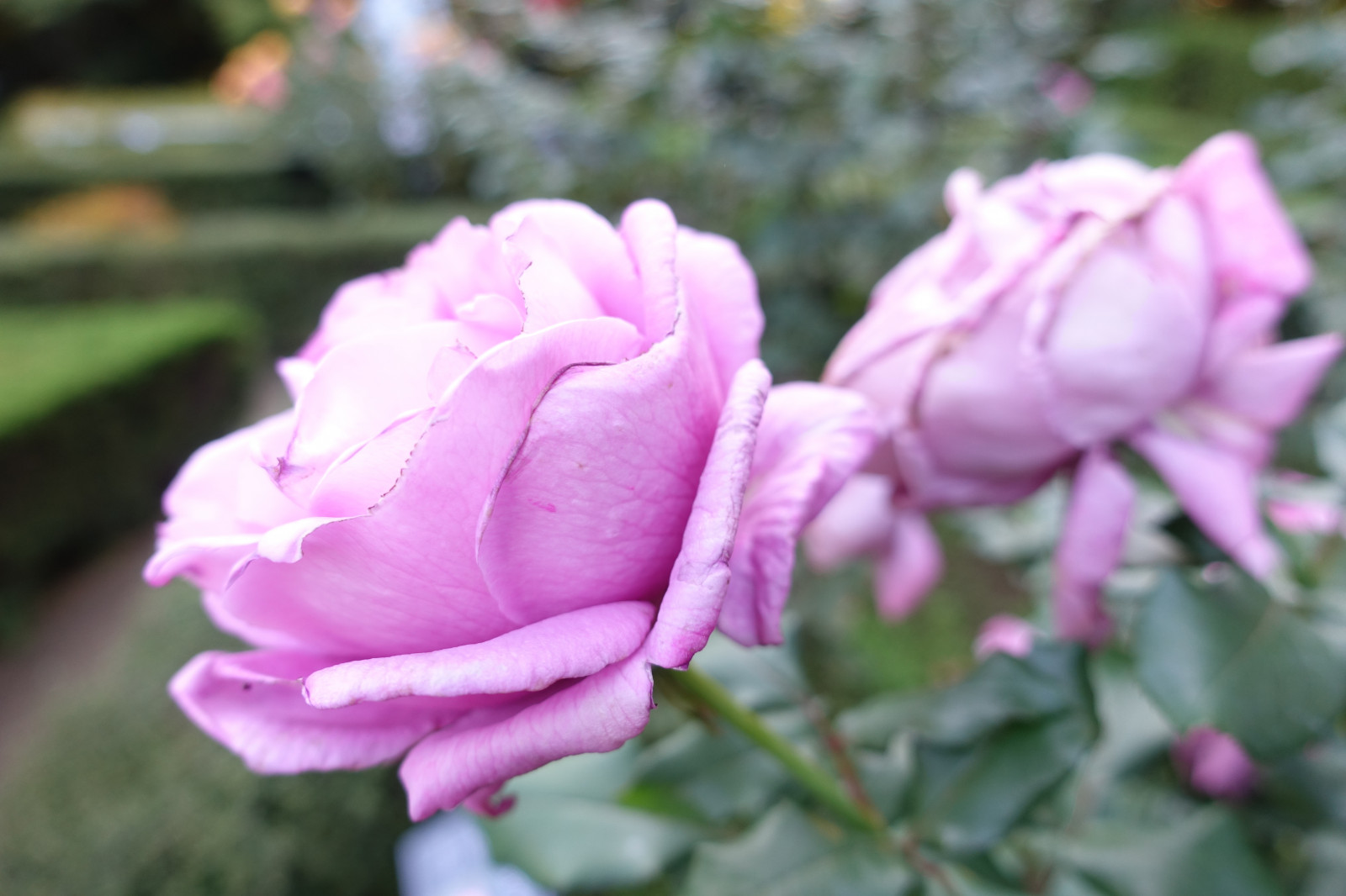 Wallpaper : Japan, Sony, blossom, pink, Tokyo, Jp, flower, flora, zeiss ...