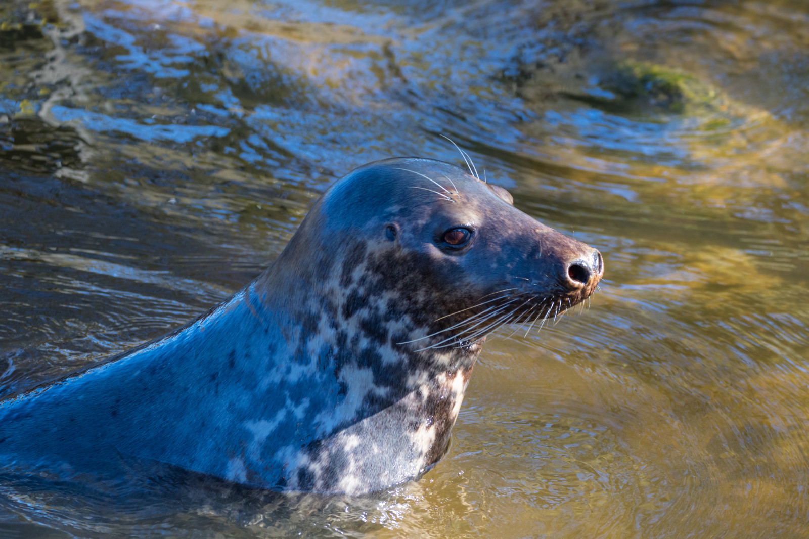 ทะเล, สัตว์ป่า, สวนสัตว์, แมวน้ำ, ชีววิทยา, สัตว์, djur, djurpark, sk nesdjurpark, ตราประทับ, s l, สัตว์ป่า, สัตว์เลี้ยงลูกด้วยนม, สัตว์มีกระดูกสันหลัง, ชีววิทยาทางทะเล, สัตว์เลี้ยงลูกด้วยนมในทะเล, ตราประทับท่าเรือ