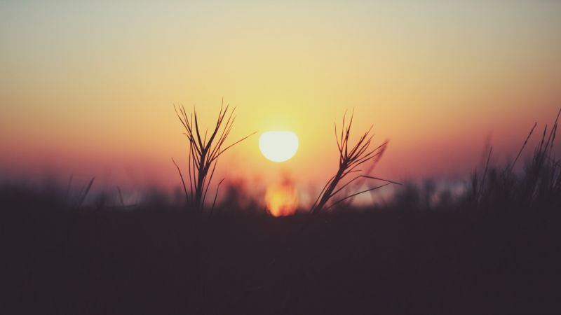 sunlight, depth of field, sunset, nature, sky, plants sunlight, depth of field, sunset, nature, sky, plants