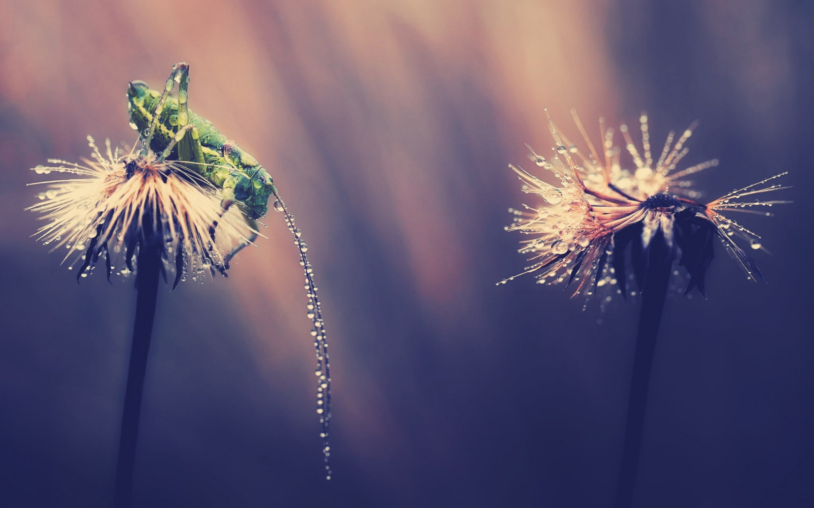 Wallpaper : grasshopper, insect, grass, drops, light 1920x1200 - wallup