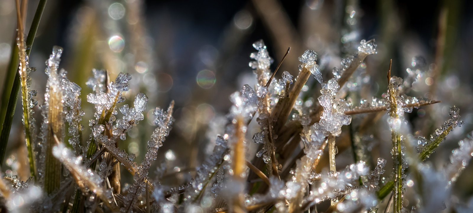 Wallpaper fost, winter, eis, ice, gras, grass 2480x1116 1045856