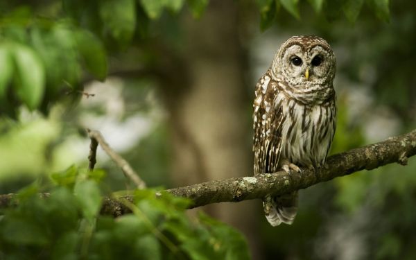 bird,predator,color,branch,sit,owl