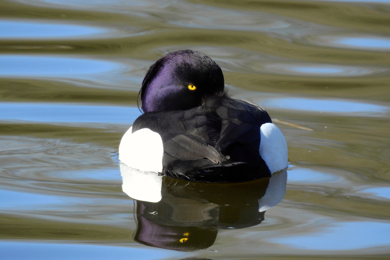 kachna, pták, voda, vodní pták, kachen, hus a labutě, zobák, fauna, vodní ptáci, divoká kachna, seaduck, Pírko
