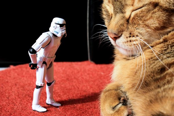Canon,Toy,actionfigure,eos,starwars,cat
