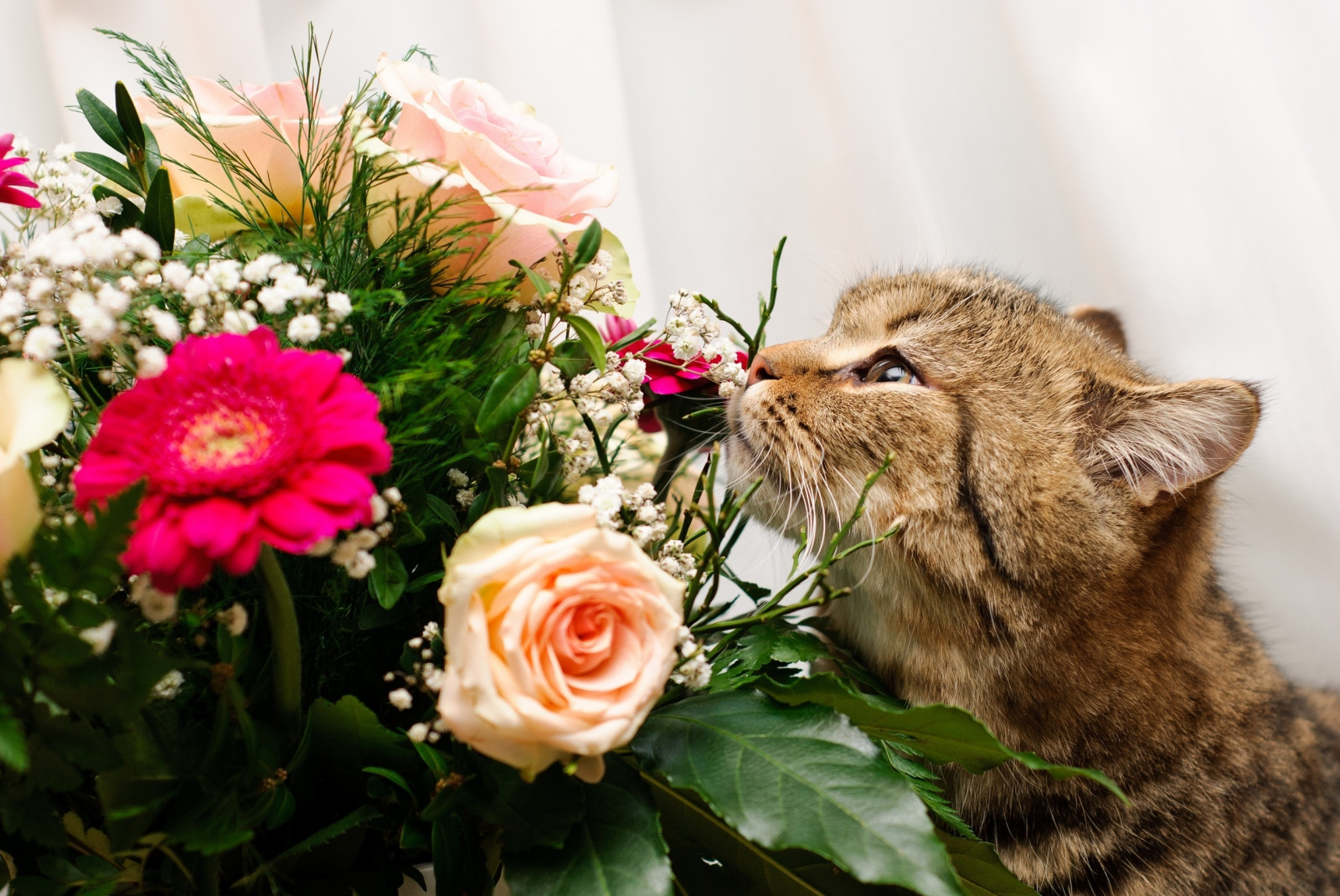 Wallpaper flowers, flower, plant, smell, cat like mammal, small to medium sized cats 2560x1713