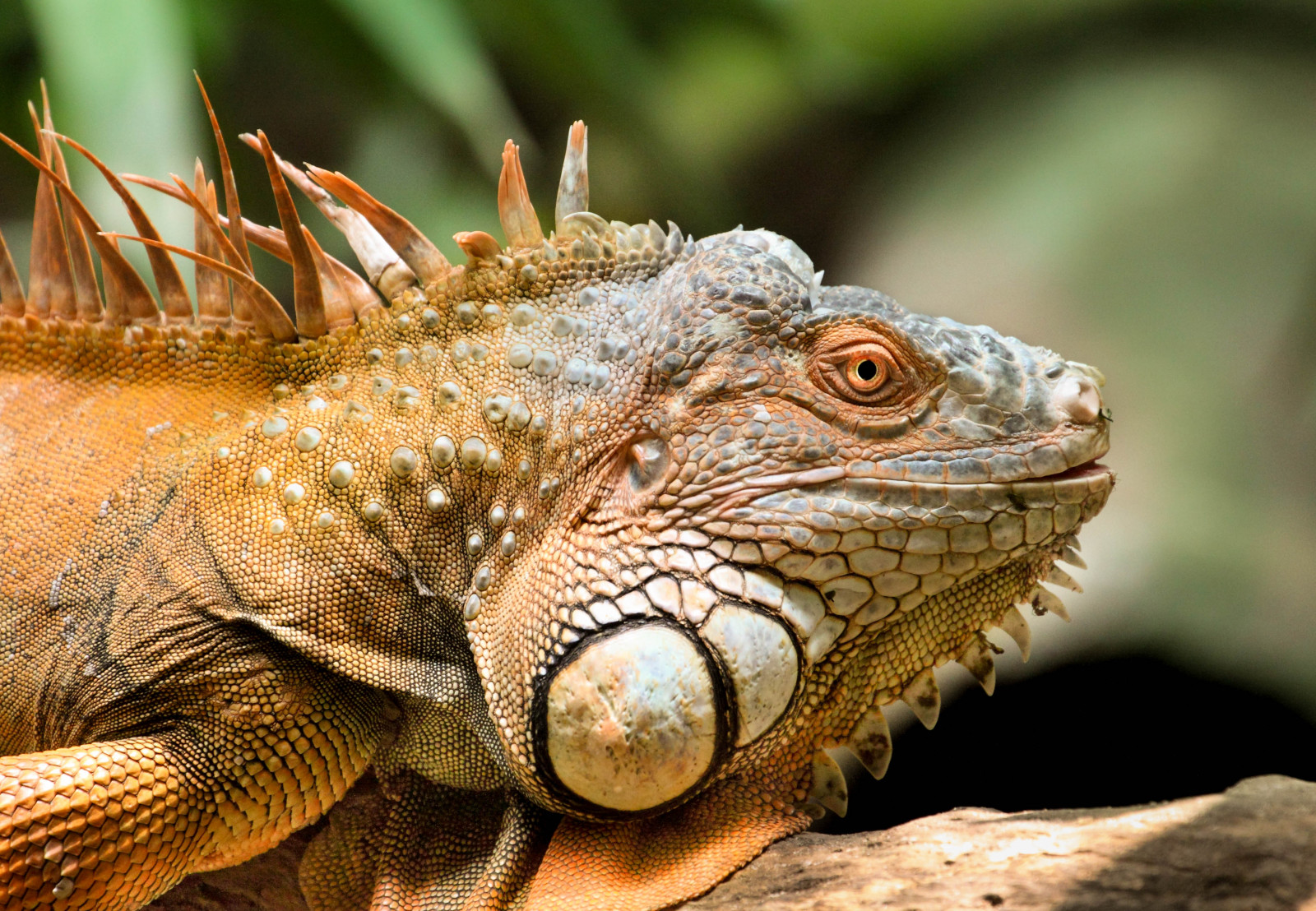 les, Asie, Příroda, Volně žijících živočichů, Kánon, Iguana, Malajsie, džungle, zvíře, ještěrka, plaz, 300mm, 70300, fauna, 50d, zblízka, makro fotografie, zmenšen plazů, zachování, organismus, Igvaja, zelený mír, terrestrial animal