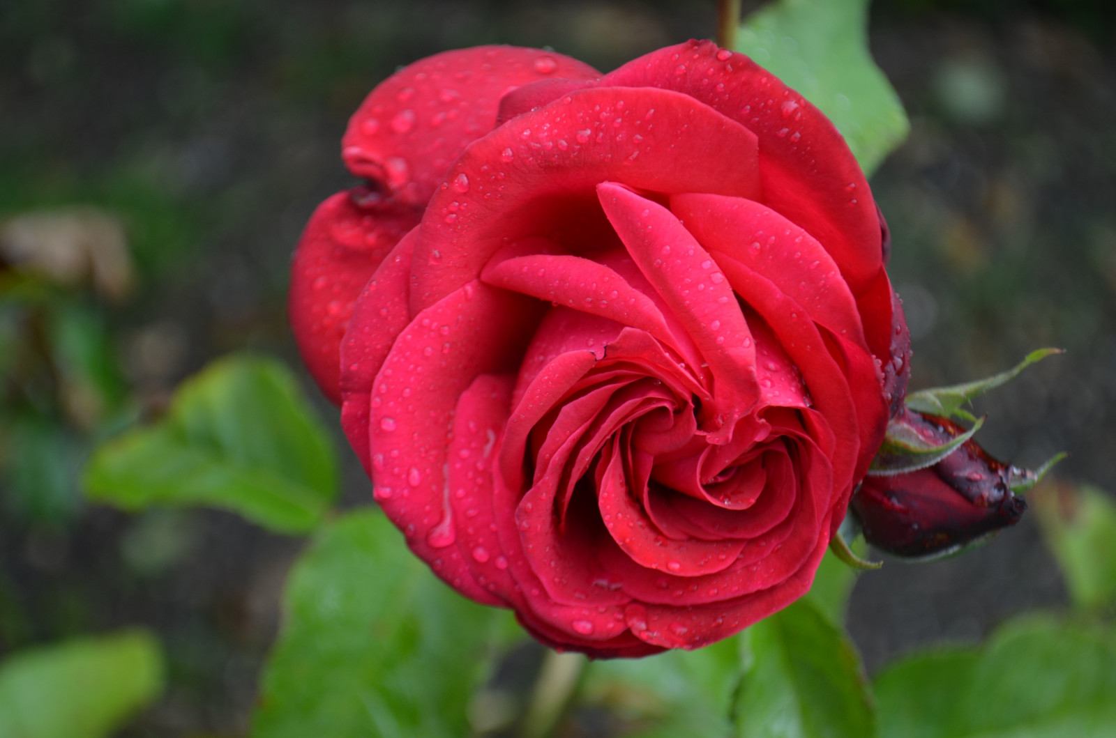 květiny, Příroda, Červené, růže, květ, rostlina, flóra, okvětní lístek, suchozemská rostlina, kvetoucí rostlina, makro fotografie, závod stonek, zahradní růže, růže rodina, růže objednávka, floribunda, rosa centifolia