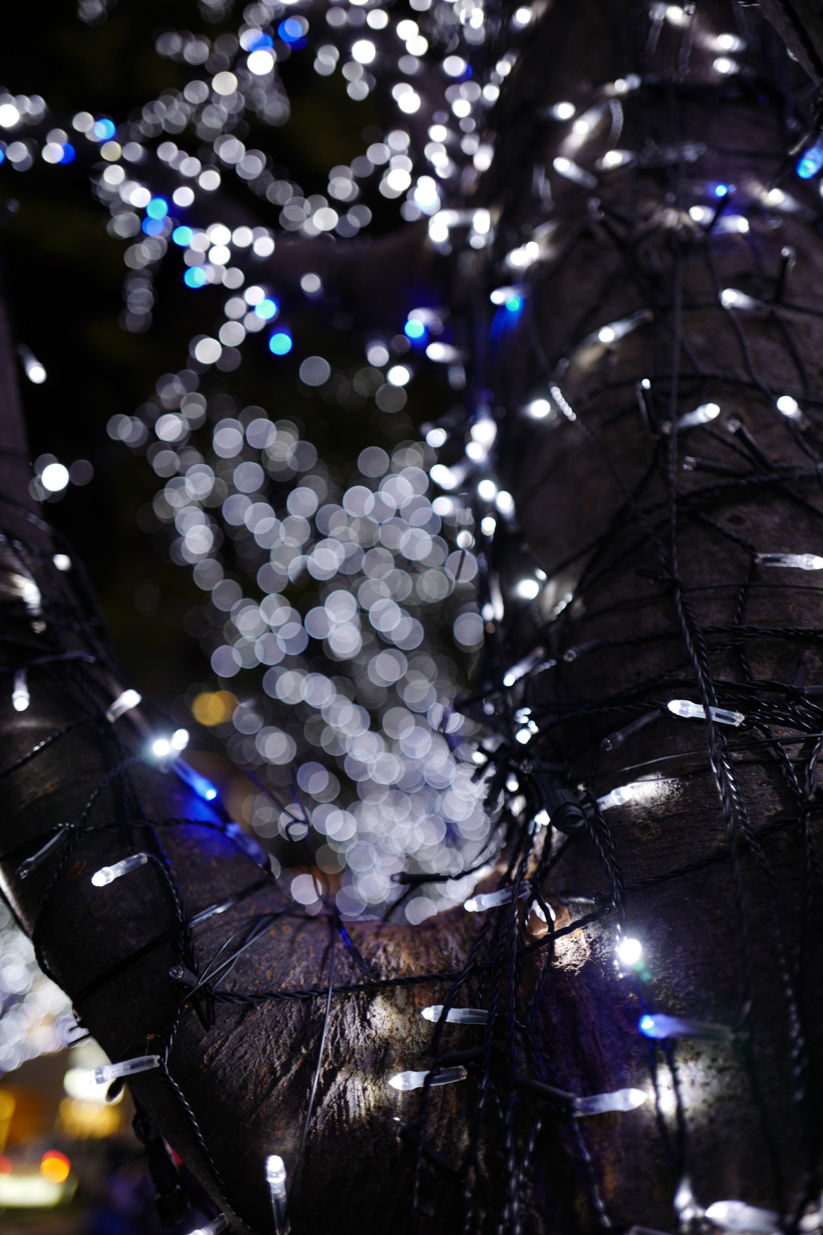 Japonsko, noc, větev, modrý, Vánoční strom, Vánoce, Vánoční osvětlení, Leica, Tokio, jp, světlo, strom, květ, keyakizaka, summilux, leicaq, summilux1728, q, 1728, ropponngi, vánoční dekorace
