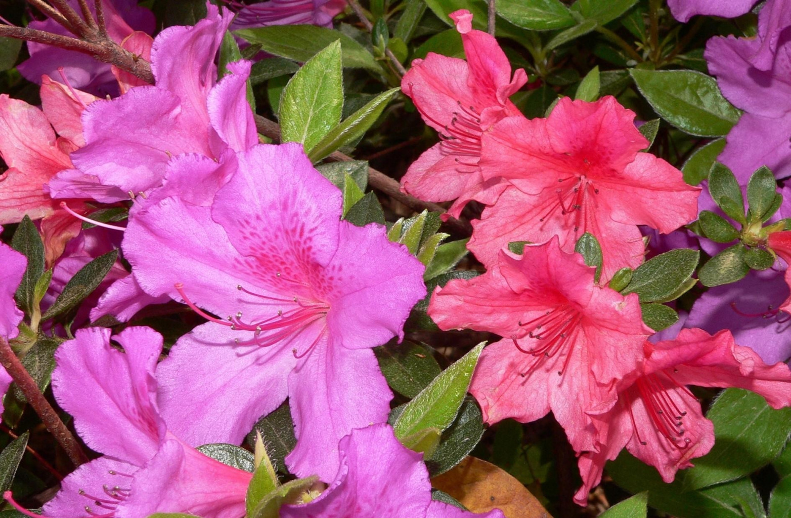 azalea, blomstring, støvdrager, tæt på