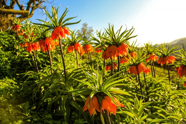 nature,flowers,tulips,inverted,Turkey