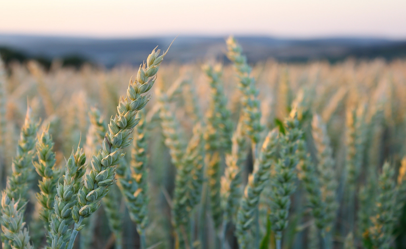 jídlo, Příroda, tráva, rostliny, pole, fotografování, makro, zelená, pšenice, Žito, květ, lučina, rostlina, zemědělství, louka, prérie, oříznutí, suchozemská rostlina, kvetoucí rostlina, tráva rodina, Phragmites, potravy zrní, zboží, triticale