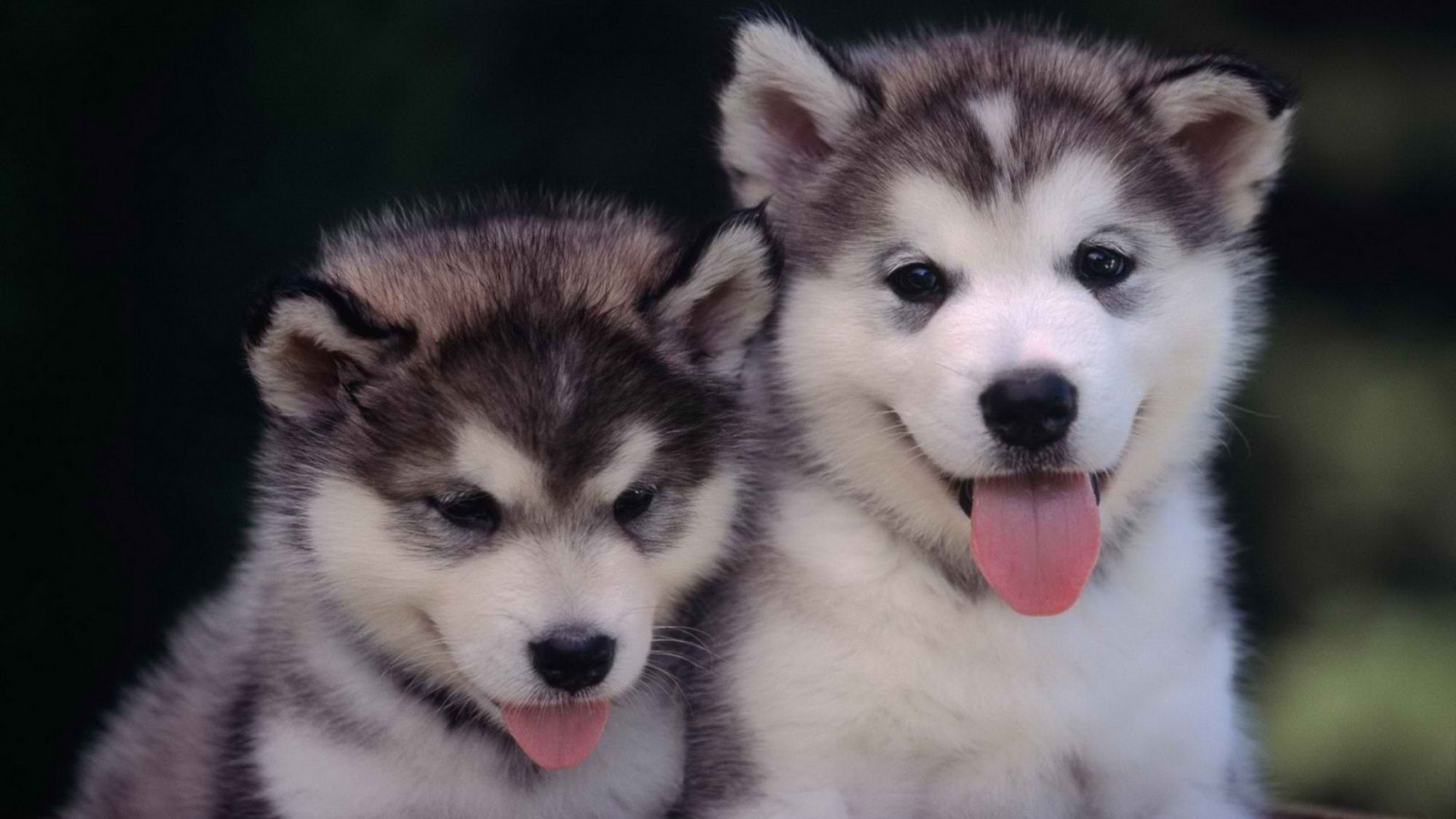 สัตว์, หมา, ลูกสุนัข, ไซบีเรียนฮัสกี, Alaskan Malamute, สัตว์เลี้ยงลูกด้วยนม, สัตว์มีกระดูกสันหลัง, สุนัขชอบเลี้ยงลูกด้วยนม, กลุ่มสายพันธุ์สุนัข, สุนัขลากเลื่อน, สุนัขพันธุ์กรีนแลนด์, carnivoran, สายพันธุ์สุนัข, สุนัข tamaskan, อีสต์ไซบีเรีย laika, สุนัขชาวเอสกิโมเหนือ, ไซบีเรีย laika ตะวันตก, สุนัขอินเดียพื้นเมืองอเมริกัน, สุนัขเอสกิโมแคนาดา, ไซบีเรียแหย่ขนาดเล็ก, alaska klee kai