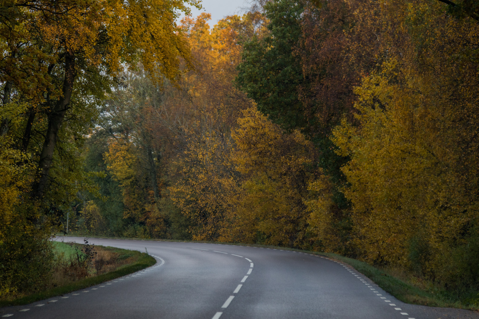 slunečnímu záření, krajina, les, Příroda, silnice, ráno, infrastruktura, strom, podzim, list, rostlina, sezóna, tr d, v g, zálesí, venkov, atmosférický jev, dřevina