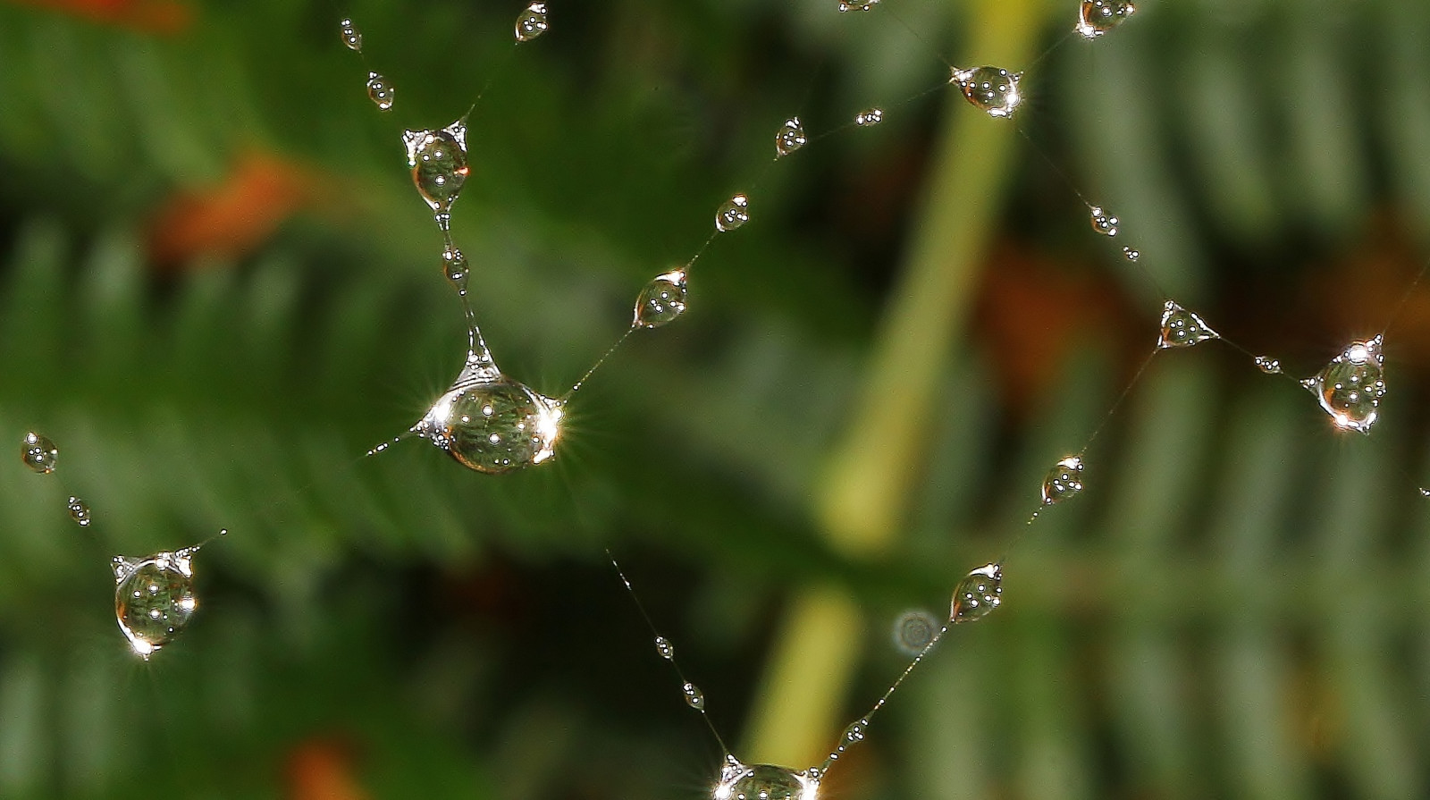 Fondos de pantalla : agua, naturaleza, césped, fotografía, verde, Rocío