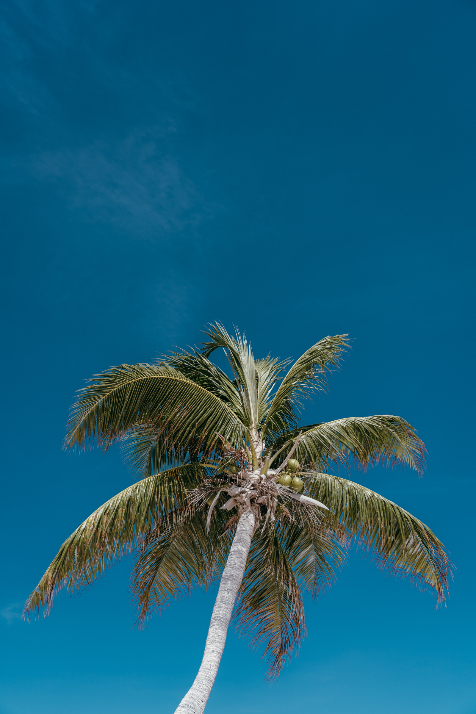 tcoconut tree, небе