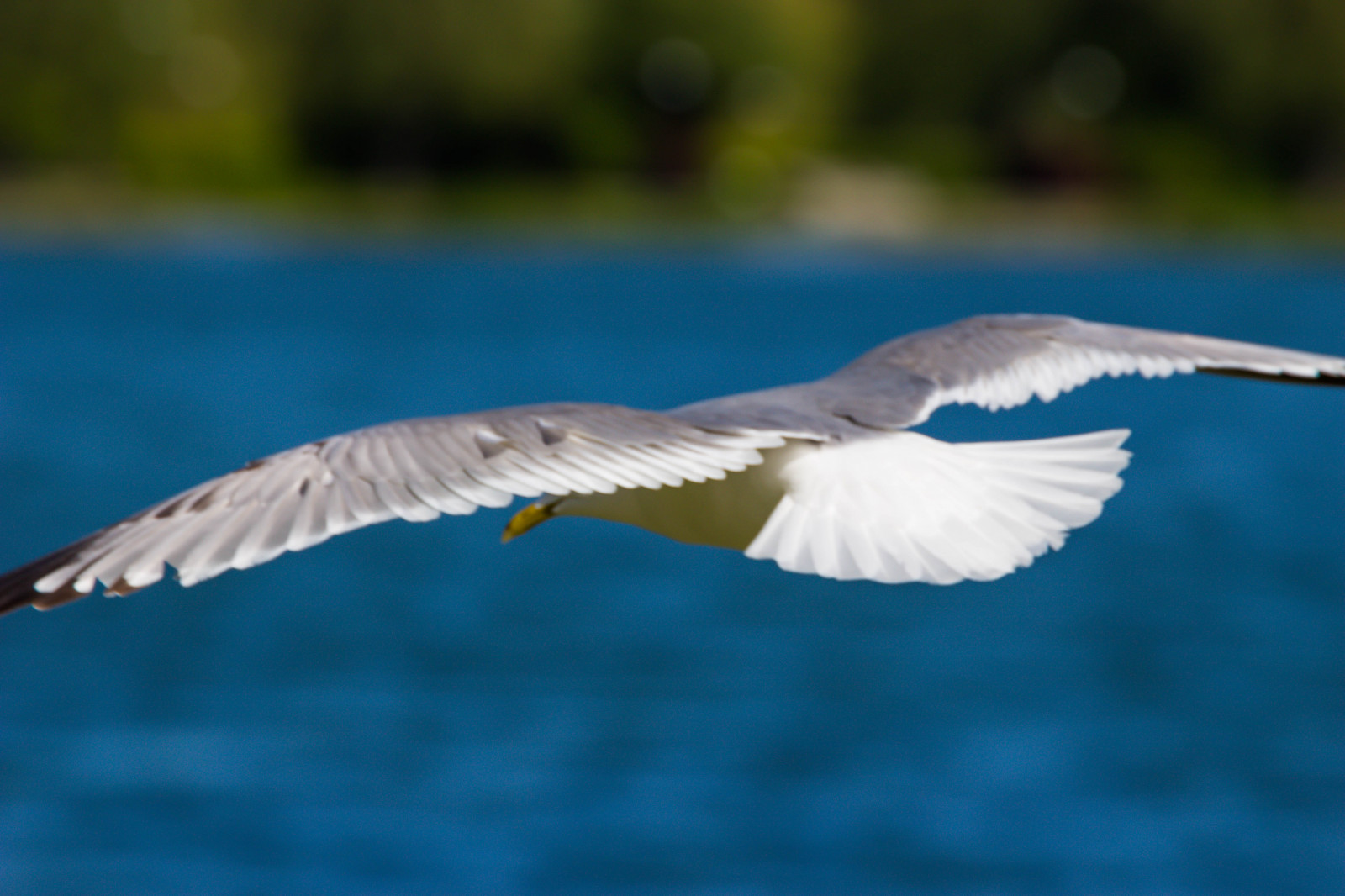 volador, pico, Vuelo, pájaro, Malmo, Pildammsparken, F gel, Cámara hacer canon, Geolocalización, Exif make canon, Exif isospeed 100, Exif apertura 80, gaviota, Exif lente ef70300mmf456lisusm, Longitud focal exif 300mm, Modelo de cámara canoneos100d, Exif modelo canoneos100d, Volante, ave marina, ala, fauna, vertebrado, Charadriiformes, Gaviota arenque