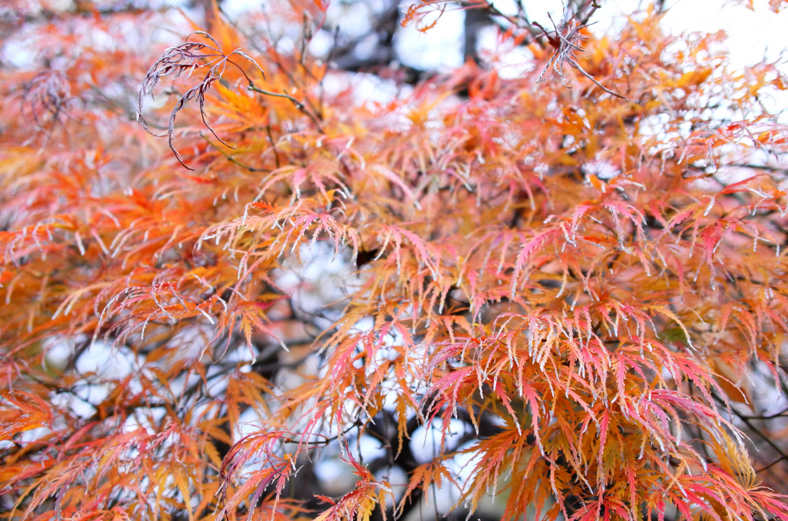 Japan, afdeling, frost, Leica, Tokyo, Jp, træ, efterår, blad, blomst, plante, sæson, flora, CC, t, Shinjuku, leicat, Summicron, kreative fællesheder, summicron235, 235, shinjukugyoen, botanik, jord plante, blomstrende plante, vedplante, løvfældende, ahorntræ, ahorn blad