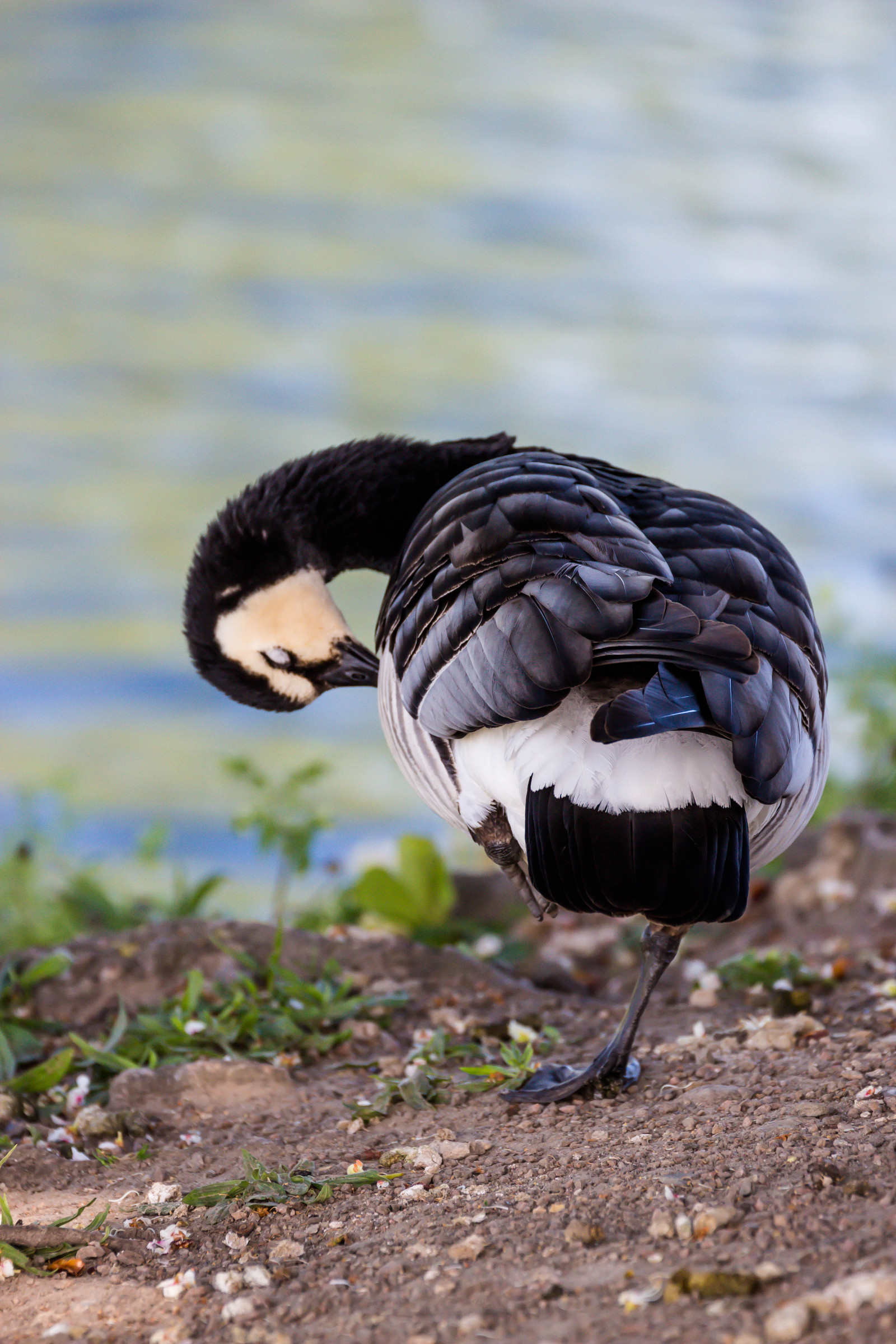 Volně žijících živočichů, husa, zobák, plyn, pták, Malmo, Pildammsparken, f gel, Kamera aby kánon, geolocation, EXIF otvor 56, exif aby kánon, exif isospeed 400, EXIF ef70300mmf456lisusm čočka, Canada Goose, Model fotoaparátu canoneos100d, exif modelu canoneos100d, exif focallength 244mm, kamadag s, křídlo, fauna, vodní ptáci, zblízka, vodní pták, kachen, hus a labutě