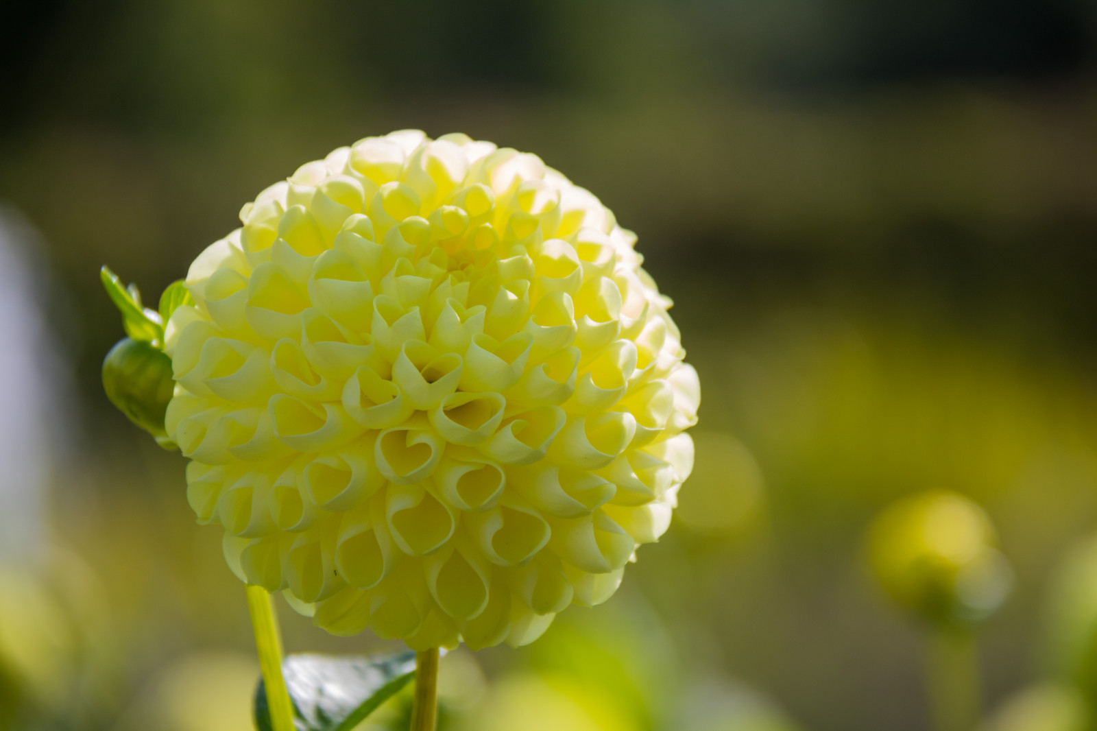 Bakgrundsbilder : solljus, natur, fotografi, grön, gul, pollen, dahlia ...
