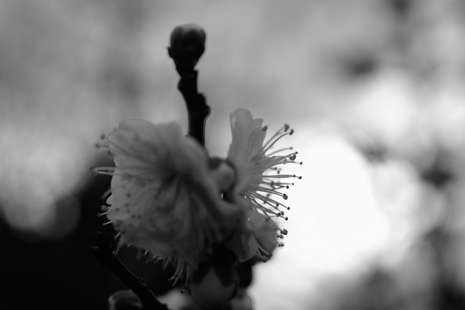 hvid, sort, monokrom, fotografering, forår, Tokyo, Fujifilm, blomst, plante, håndflade, mørke, Fujinon, ikegamibaien, xf35mmf14r, classicchrome, x, xf35mm, xt1, mcex, mcex11, sort og hvid, monokrom fotografering, tæt på, makrofotografering