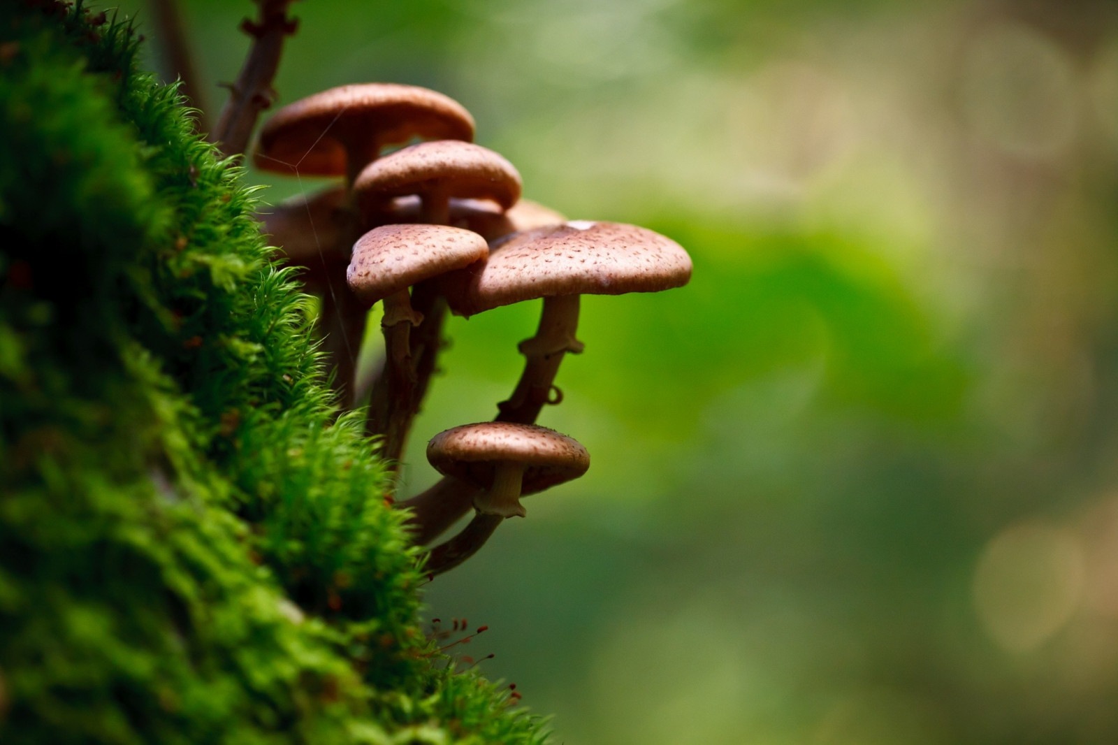 forest, depth of field, nature, photography, macro, branch, moss, mushroom, green, wildlife, bokeh, fungus, tree, autumn, leaf, flower, flora, fauna, woodland, botany, close up, macro photography