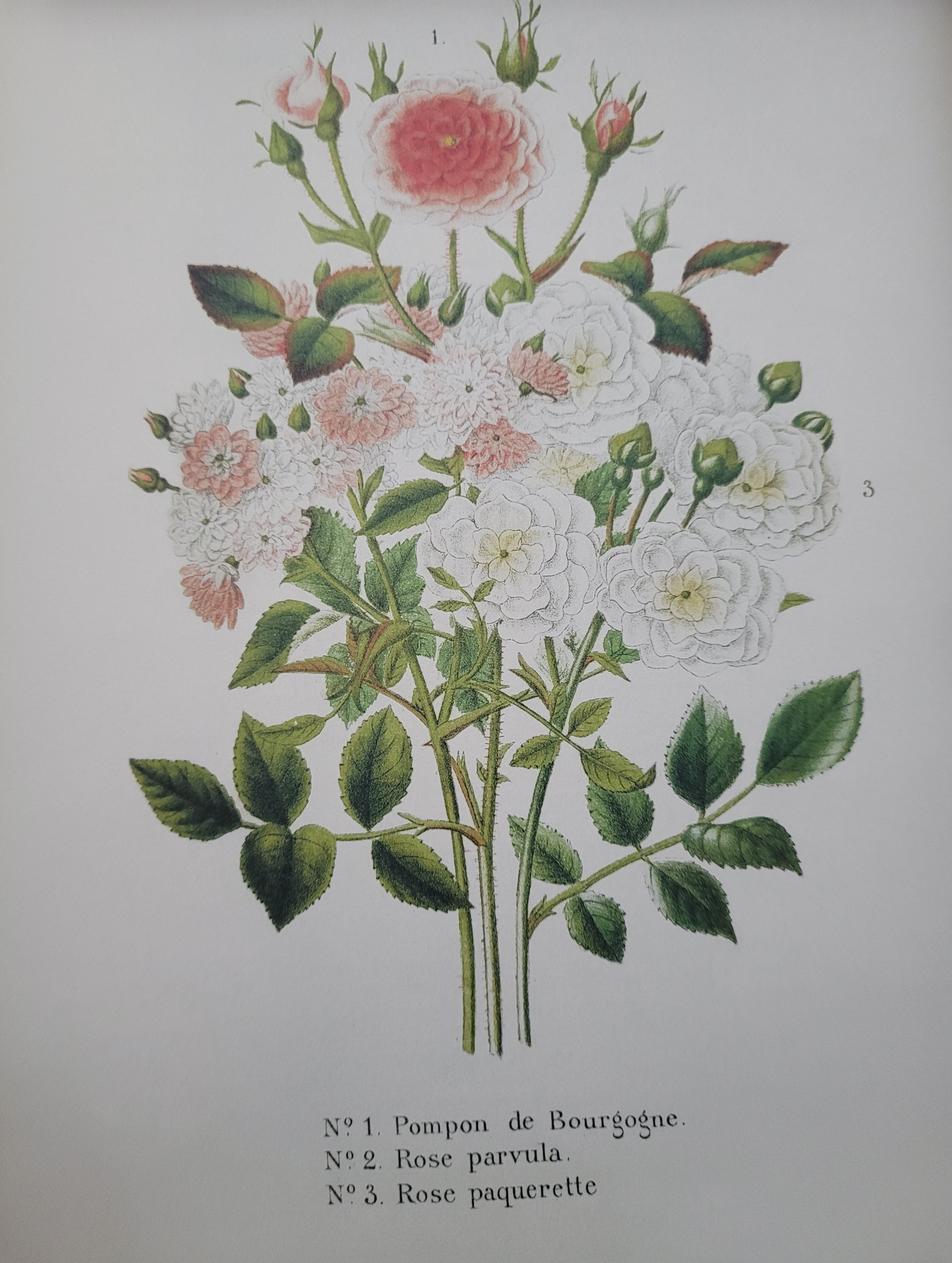 Wallpaper : rose, plants 3024x4011 - Ixoye1337 - 2276238 - HD