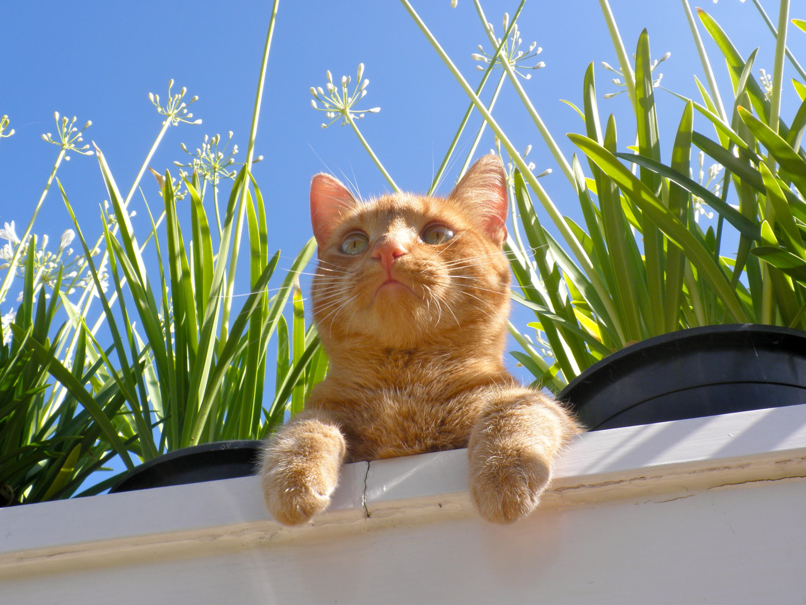 kočka, tráva, tygr, kníry, rostlina, agapanthus, kotě, 100commentgroup, fauna, moje zahrada, kočka jako savci, čenich, tráva rodina, malé až středně velké kočky, mourovatá kočka, domácí krátké vlasy kočka, Evropská krátkosrstá, fransschmit