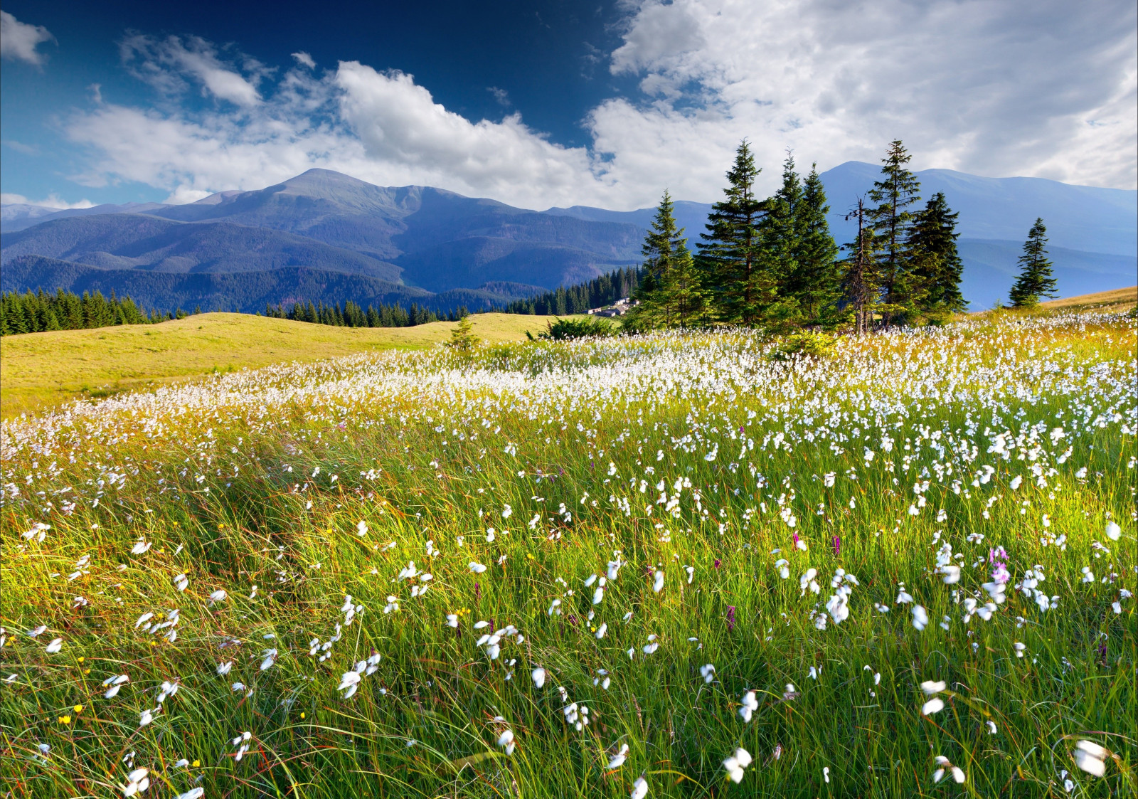 4017x2821 px, clouds, flowers, mountains, trees
