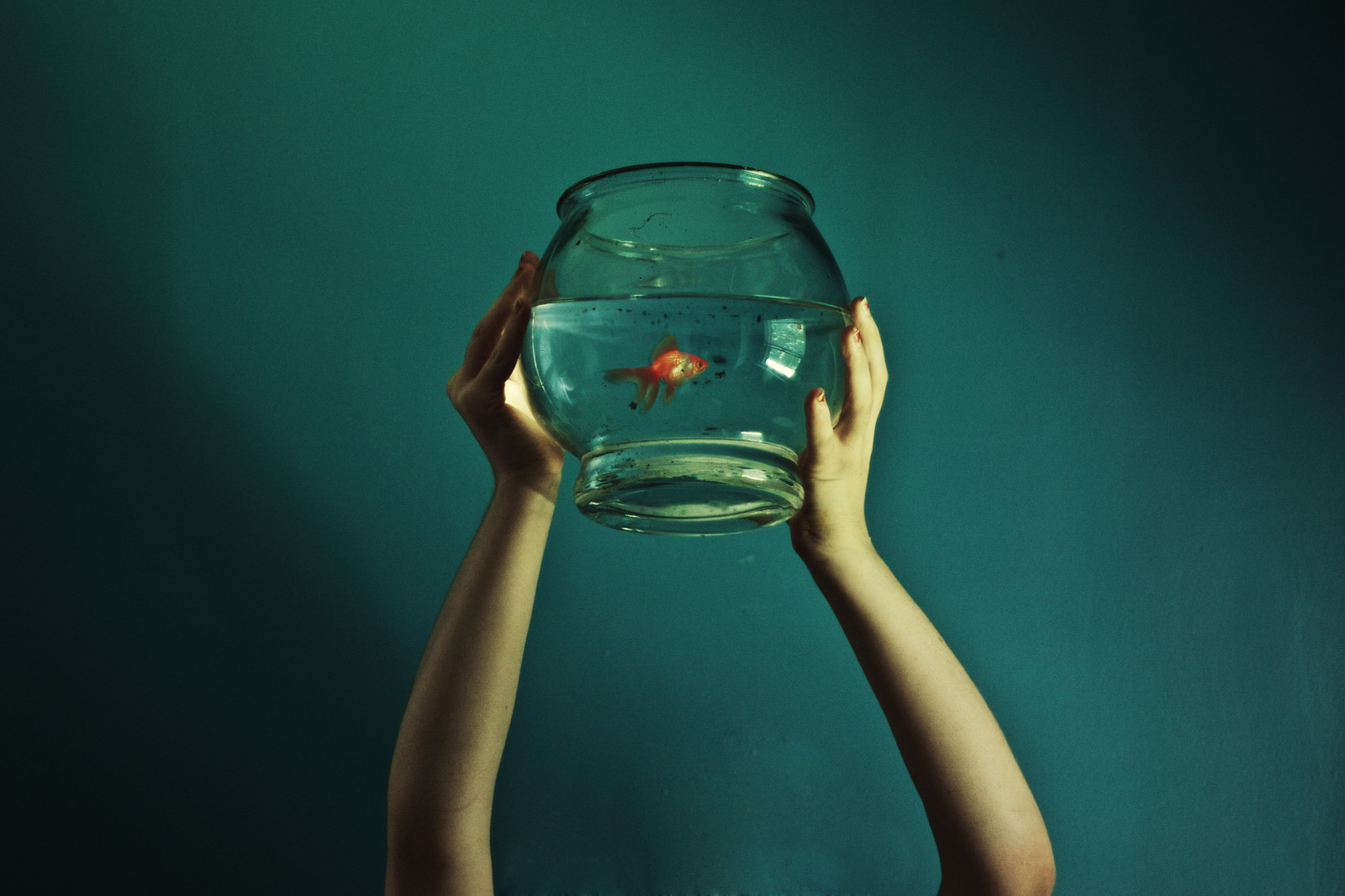 Wallpaper fish, goldfish, bowl, kellymarie, kellywebster 3516x2344