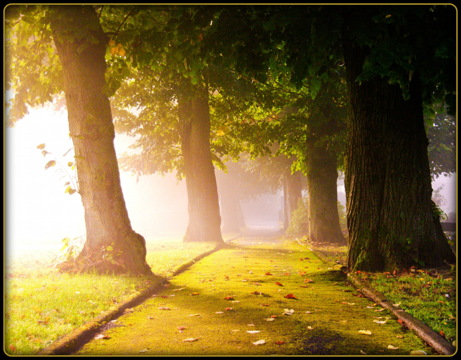 slunečnímu záření, krajina, les, podzim, Příroda, tráva, nebe, větev, zelená, žlutý, ráno, Německo, mlha, slunce, prach, cesta, kolínská, UMĚNÍ, světlo, strom, podzim, mlha, list, cesta, tvořivý, anawesomeshot, aplusphoto, golddragon, platinumphoto, colorphotoaward, superaplus, Oberberg, platinumsuperstar, zálesí, háj, vob, platinumheartawards, dřevina, prales, opadavý, snrise