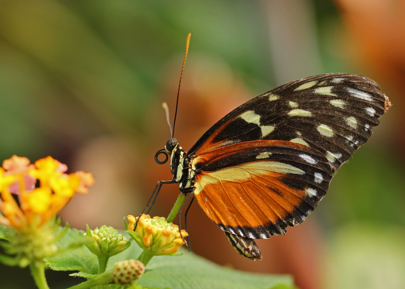 Příroda, fotografování, makro, motýl, hmyz, Volně žijících živočichů, lepidoptera, květ, flóra, křídlo, fauna, zblízka, makro fotografie, bezobratlý, členovců, nektar, opylovači, můry a motýli, lycaenid, motýl monarcha, Colias, štětec footed motýl