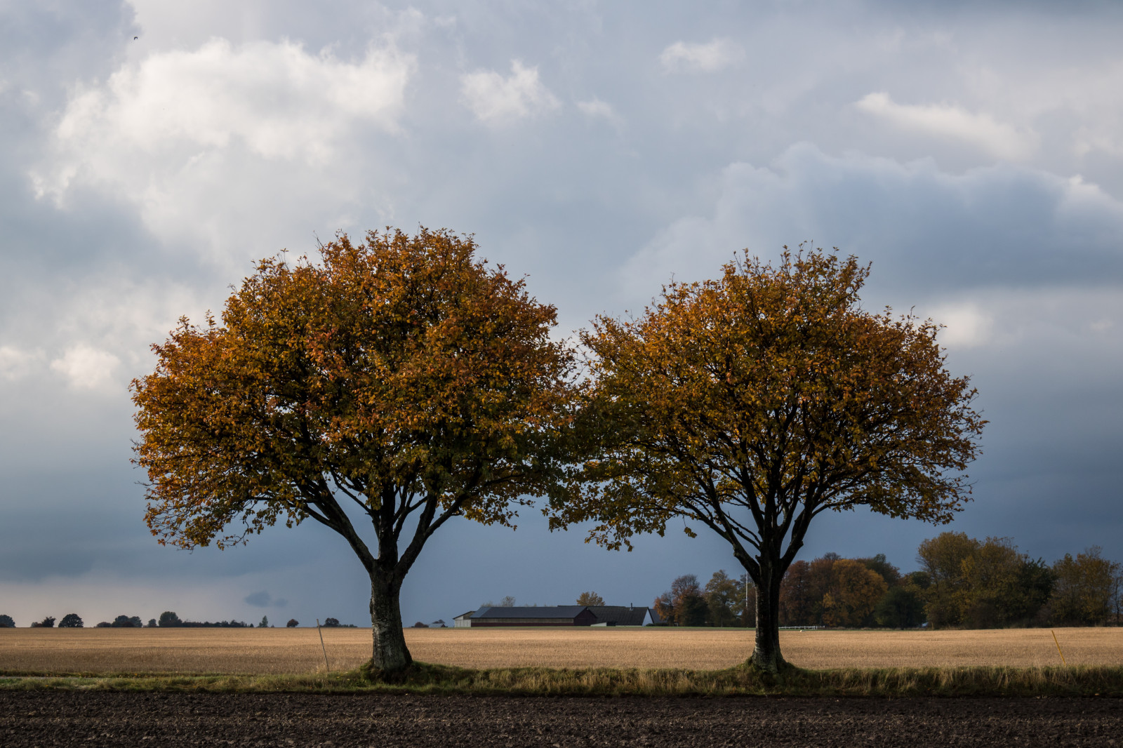 slunečnímu záření, krajina, západ slunce, Příroda, tráva, nebe, pole, větev, večer, ráno, horizont, soumrak, dub, mrak, strom, podzim, list, květ, svítání, rostlina, sezóna, tr d, venkov, h st, landsbygd, s dersl tt, landskap, prostý, prérie, venkov, atmosférický jev, dřevina, savana