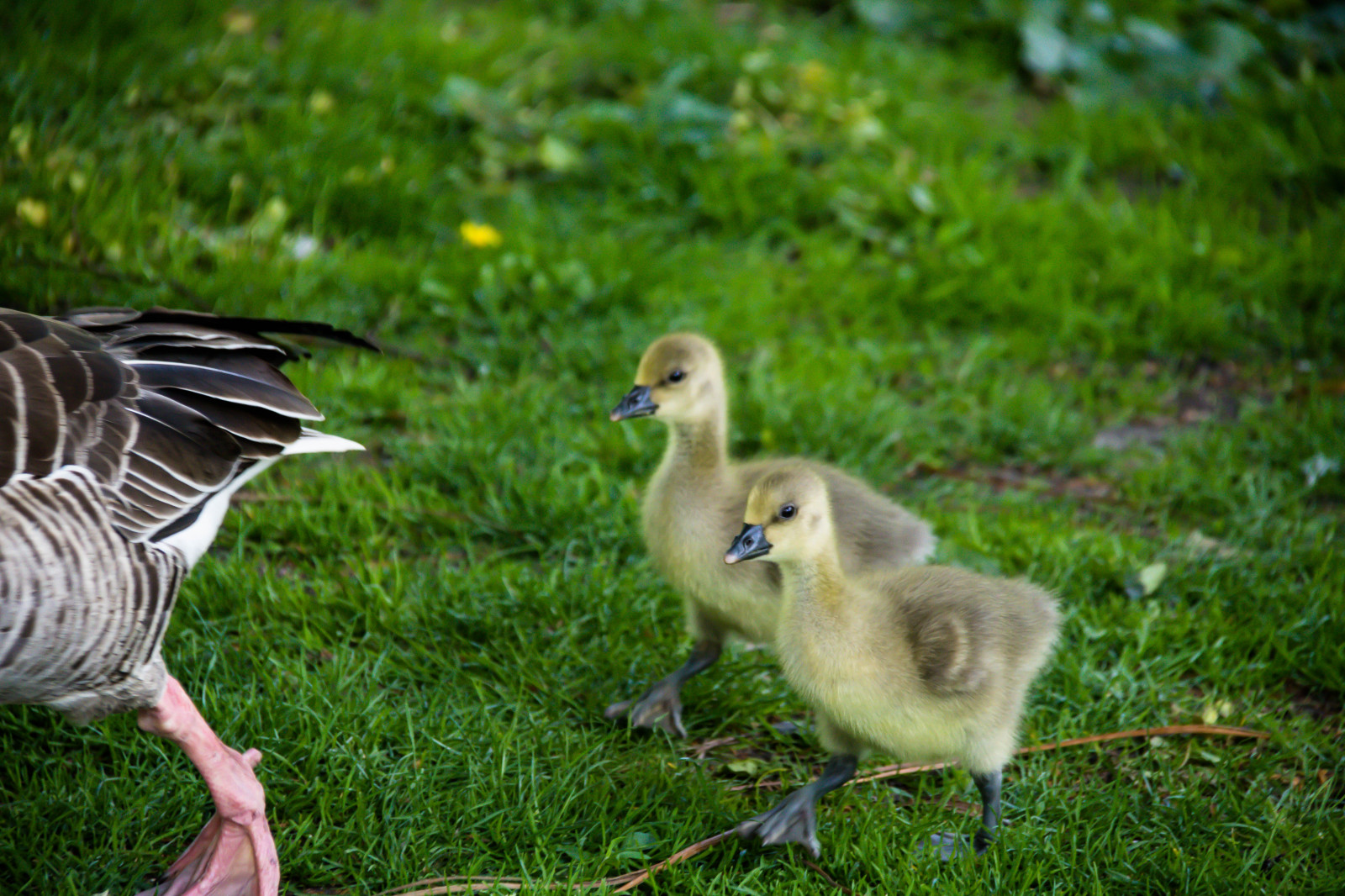 Příroda, tráva, Volně žijících živočichů, kachna, husa, zobák, pták, Malmo, slottstr dg rden, exif modelu canoneos760d, Kamera aby kánon, Model fotoaparátu canoneos760d, geolocation, EXIF čočka efs18200mmf3556is, EXIF otvor 56, exif focallength 200mm, exif aby kánon, EXIF isospeed 500, publicgarden, křídlo, fauna, vodní ptáci, obratlovců, vodní pták, kachen, hus a labutě