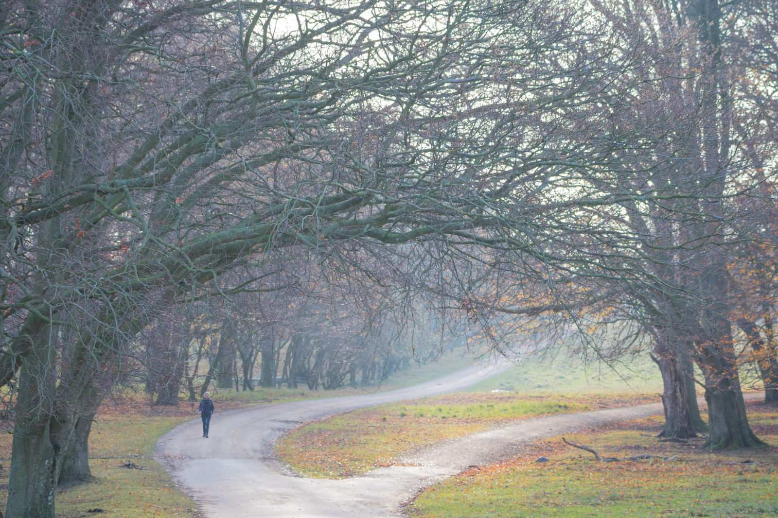 les, Příroda, park, ráno, mlha, Dánsko, strom, podzim, list, počasí, sezóna, les, Danmark, Skog, exif modelu canoneos760d, geocountry, Kamera aby kánon, geocity, Model fotoaparátu canoneos760d, exif isospeed 250, geostate, geolocation, exif aby kánon, EXIF otvor 40, exif focallength 70mm, EXIF ef70300mmf456lisusm čočka, Dyrehaven, j gersborg, j gersborgdyrehave, louka, zálesí, venkov, místo výskytu, přírodní prostředí, atmosférický jev, dřevina, ekosystém
