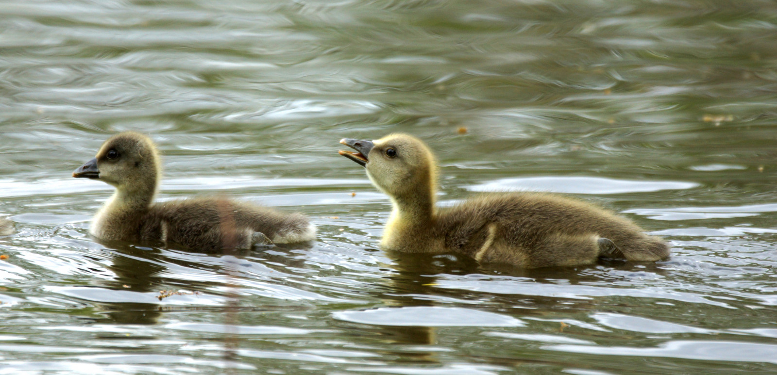 jezero, voda, park, Dorset, Volně žijících živočichů, slunce, kachna, husa, 2015, Spojené království, zobák, vlnky, divoká kachna, světlo, roztomilý, pták, barva, dolů, sladký, detail, house, husa, pár, načechraný, fauna, smět, vodní ptáci, obratlovců, vodní pták, kachen, hus a labutě, peří, stevemaskell, Poole, anseranser, seaduck