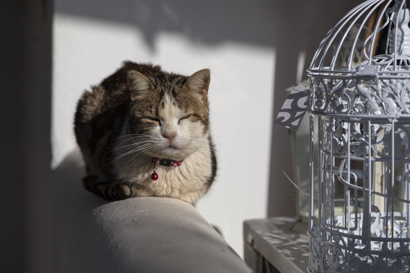 kočka, Řecko, kníry, jaro, 2016, zvíře, kotě, GR, savec, kočka jako savci, malé až středně velké kočky, kyklady, cycladesislands, islandhopping, southaegean, Egeo, faunaandflora, folegandros, útulek pro zvířata