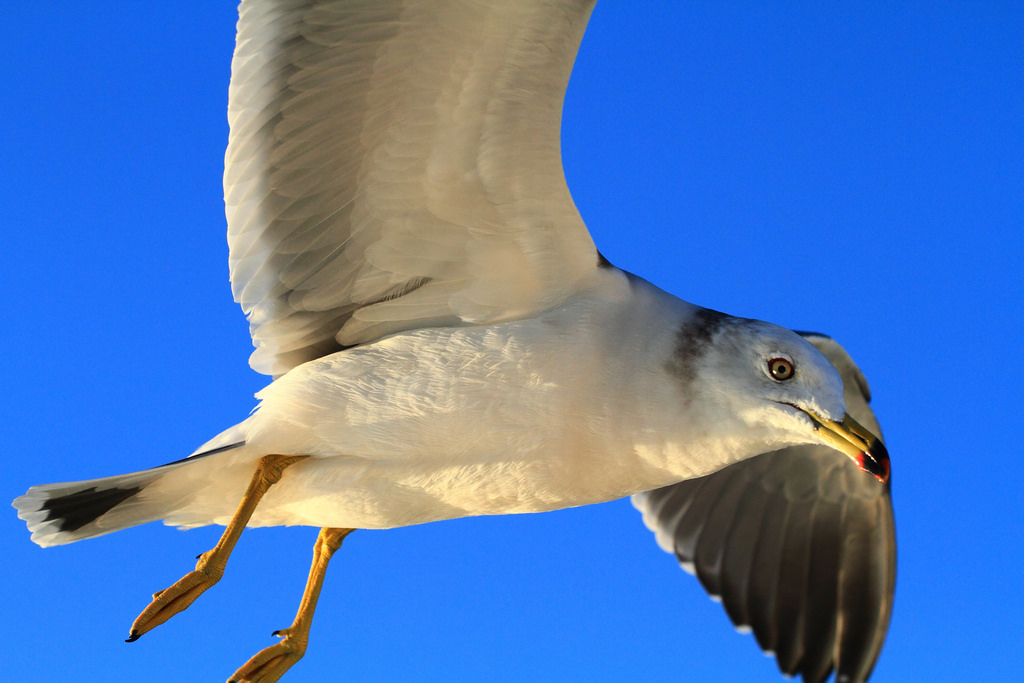 modrý, světlo, stín, bílý, pták, oko, UMĚNÍ, Příroda, zvíře, Japonsko, detailní, Kánon, geotagged, fotografování, eos, letící, fotografie, křídla, Asie, flickr, obraz, wordpress, racek, koření, Let, obrázek, Pírko, živý, blogger, livejournal, prozkoumat, vox, Matsushima, Gettyimages, modrá obloha, 2010, Facebook, miyagiken, Friendster, násobit, digitalcameraclub, nvember, Cvrlikání, abigfave, canoneos7d, TwitPic