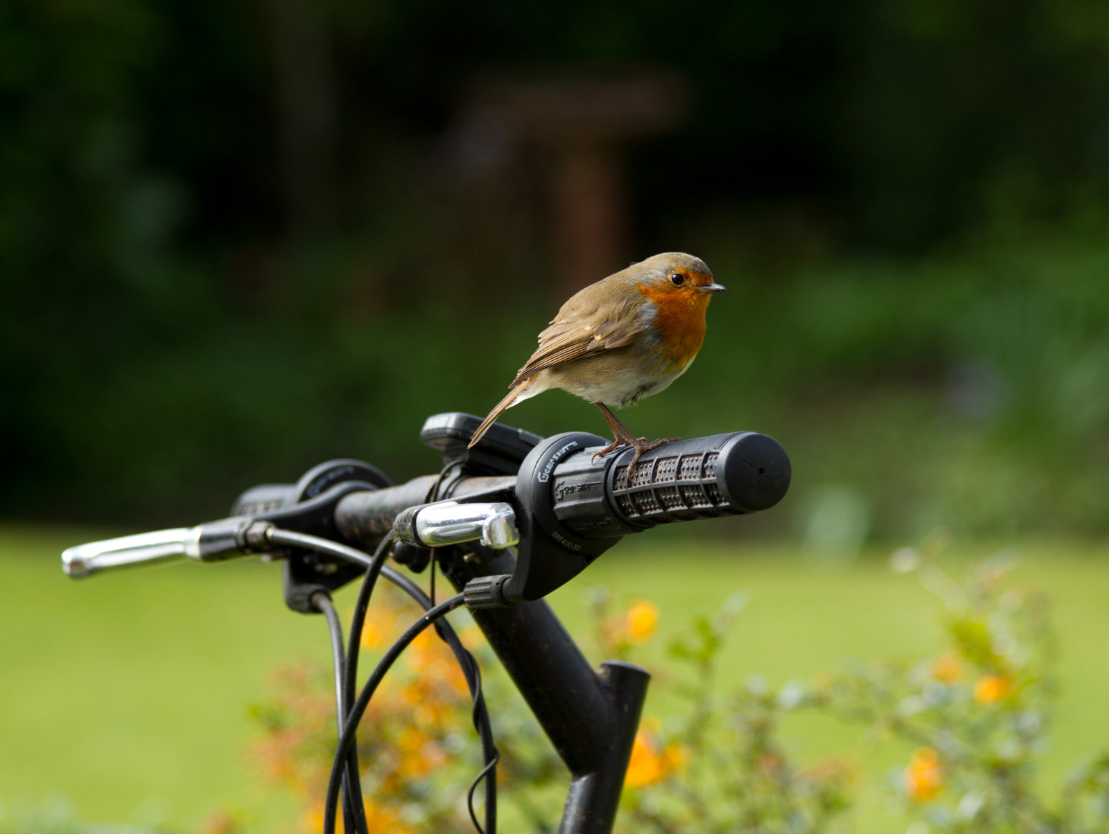 Wallpaper England, bird, nature, robin, birds, bike