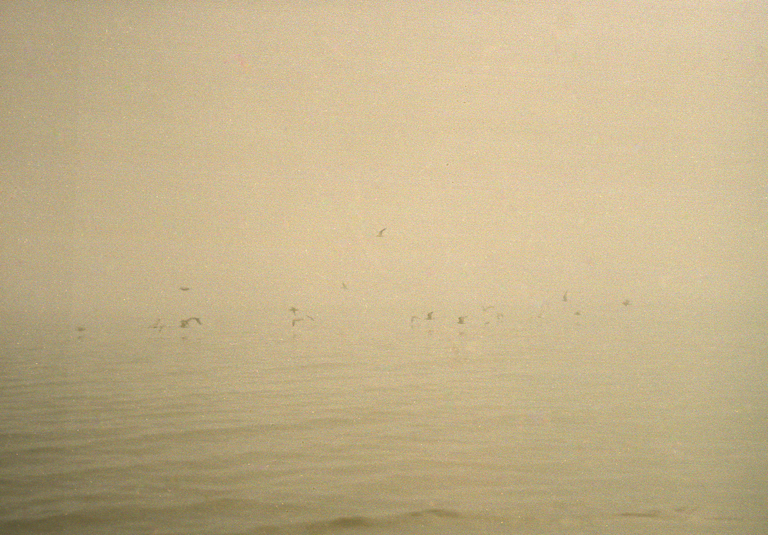 film, analogico, 35MM, analogico, 2014, Zenitet