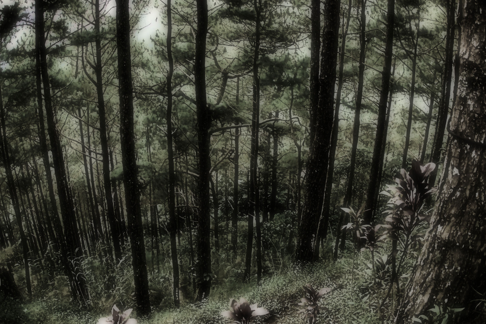 slunečnímu záření, stromy, les, abstraktní, kopec, Příroda, umělecká díla, větev, divočina, džungle, bažina, mokřadní, strom, podzim, umělecký, rostlina, sezóna, flóra, větve, tma, Snímek obrazovky, zálesí, místo výskytu, přírodní prostředí, atmosférický jev, dřevina, geografický rys, ekosystém, mírné jehličnatý les, biome, kufr, prales, mazaný, stráň, zbigphotography