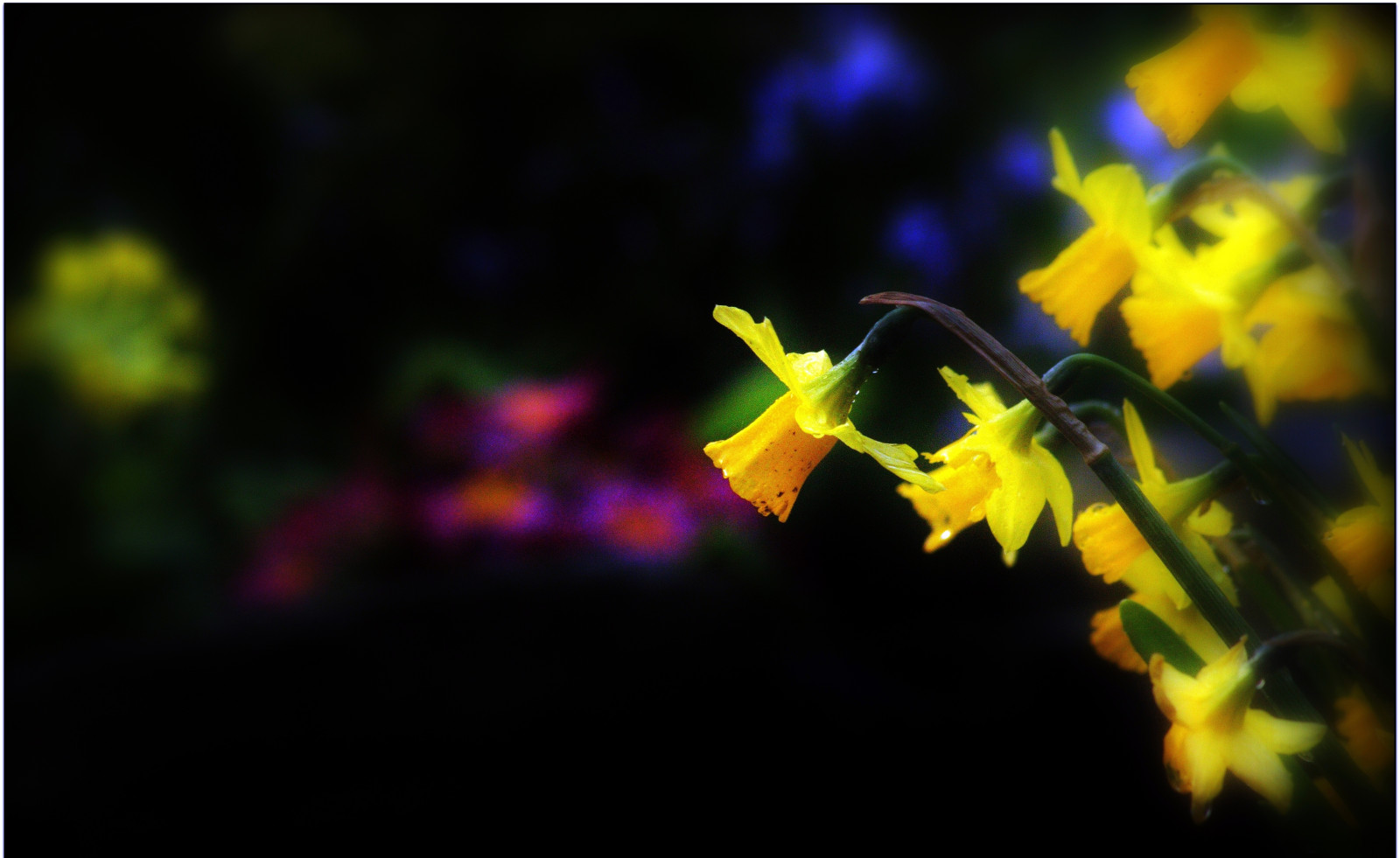 slunečnímu záření, květiny, hmyz, zelená, žlutý, Anglie, Kánon, Rochdale, světlo, barva, Tamron, list, květ, rostlina, jaro, zahrada, tma, narcis, cannon600d, newhey, počítač tapeta, makro fotografie