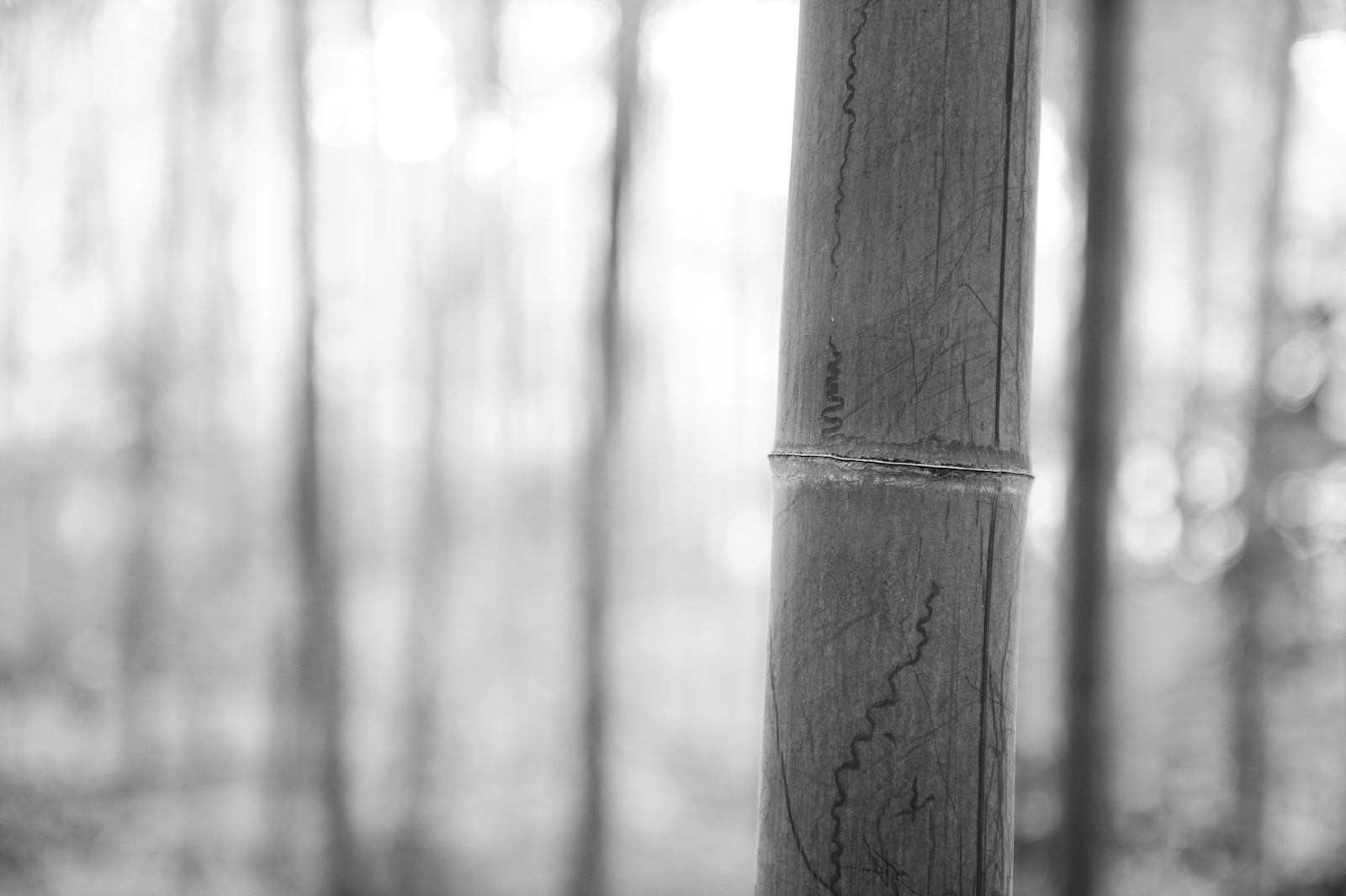 bw, Nikon, bambus, Nagoya, Aichi, bamboogrove, Meito, makinogaike, D3S, afszoomnikkor2470mmf28ged, makinogaikepark, makinogaikeryokuchi