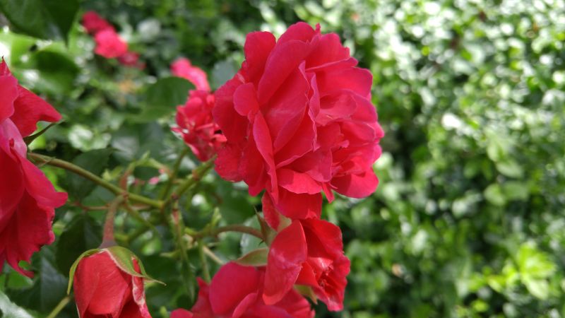 flowers, nature, plants, macro, rose, red flowers, nature, plants, macro, rose, red