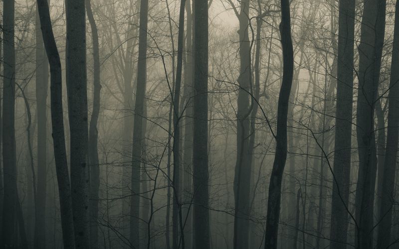 sunlight, trees, landscape, forest, monochrome, nature sunlight, trees, landscape, forest, monochrome, nature